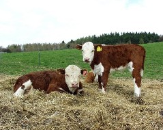 Kliknte pro vt verzi