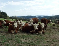 Kliknte pro vt verzi